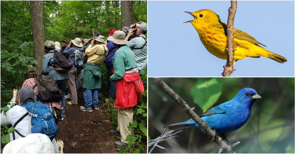 Evening Birds at Nichols Arboretum