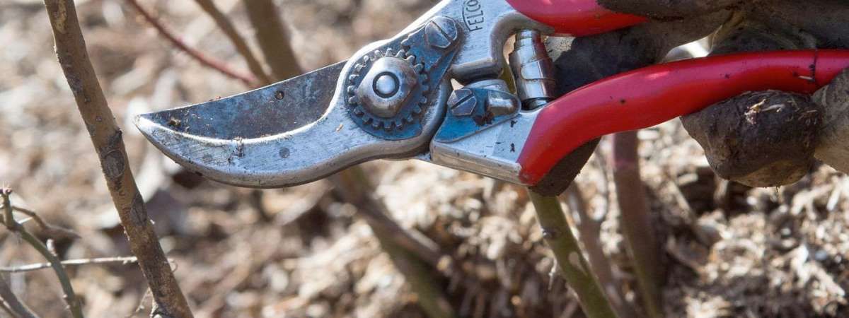 Gardening Techniques: Session B