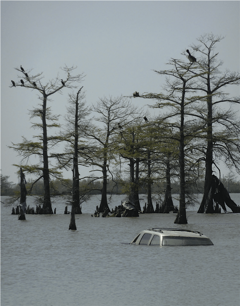 Ecologies of Collapse