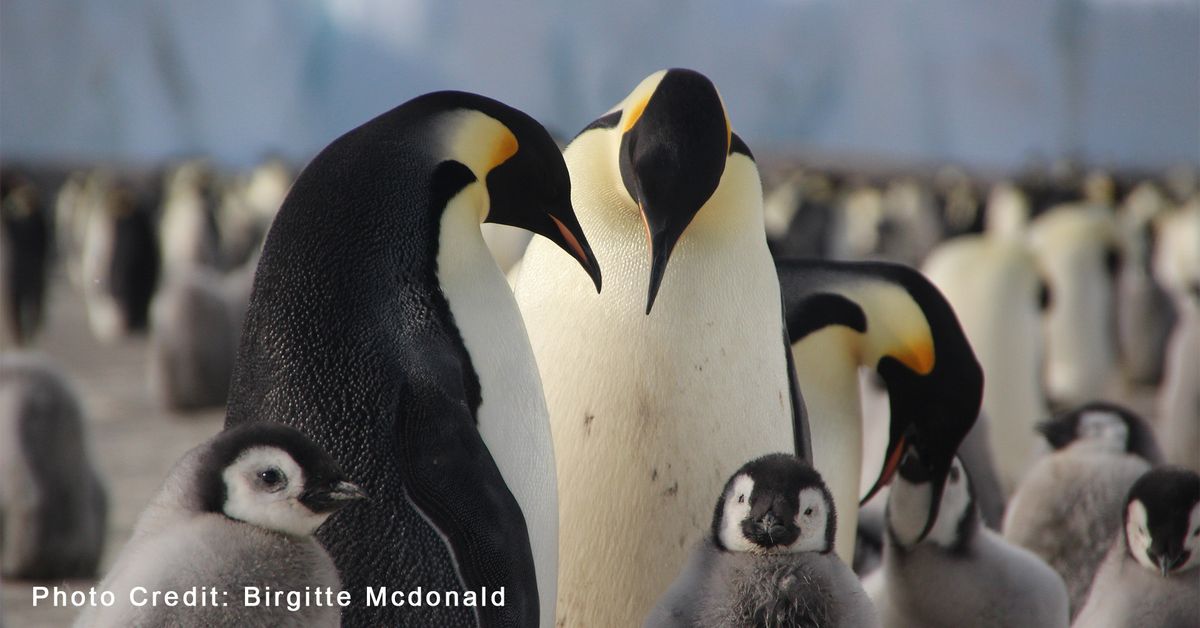 National Geographic Live - Penguins of Antarctica