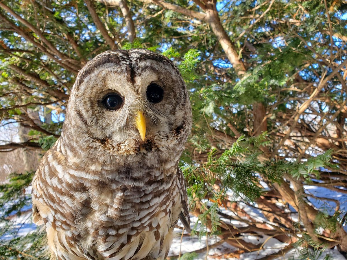 Owls & Ales