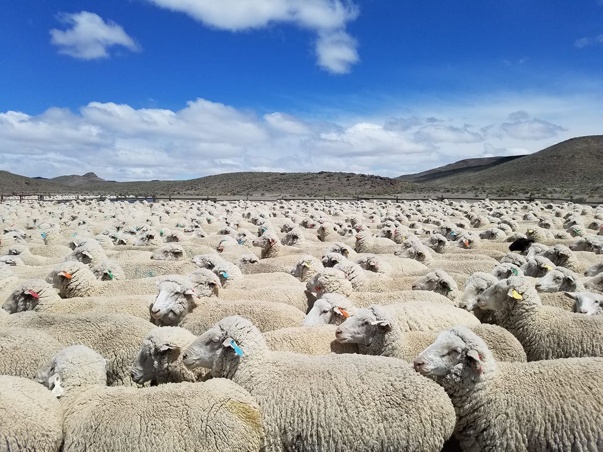 American Sheep Industry- Emerging Entrepreneurs Fall Lambing School