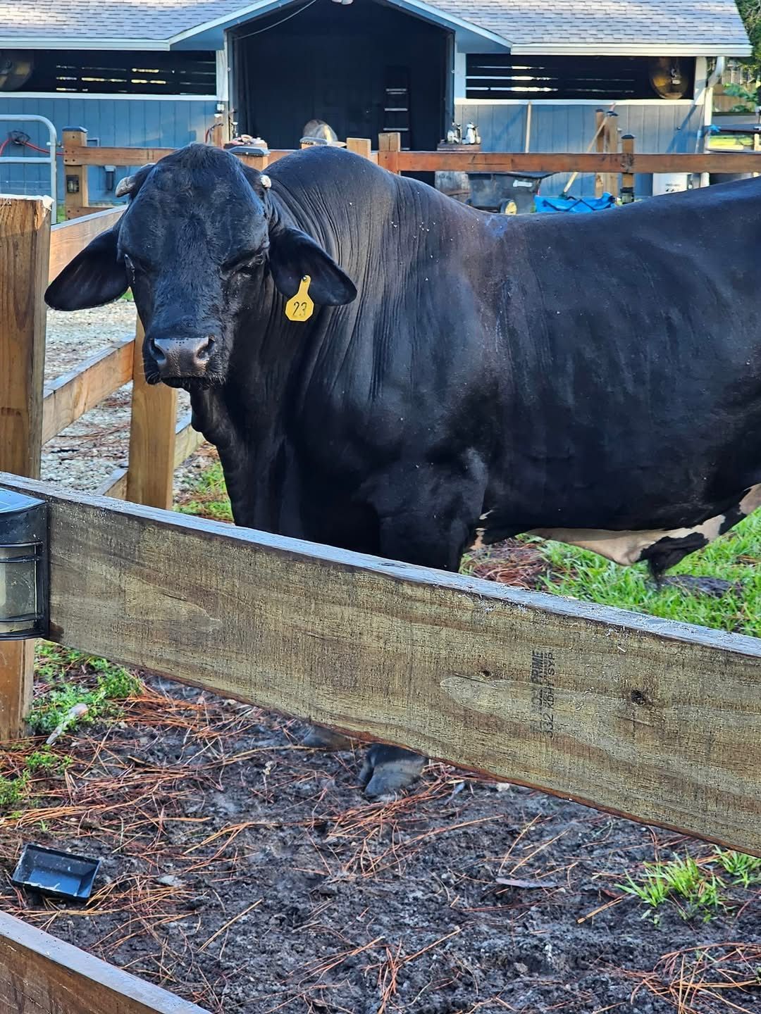 Couch Cowboys Cattle Cow Sorting.