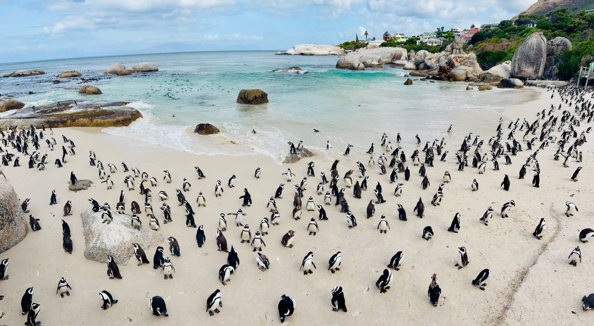 African Penguin Spotlight: An Evening of Conservation and Conversation