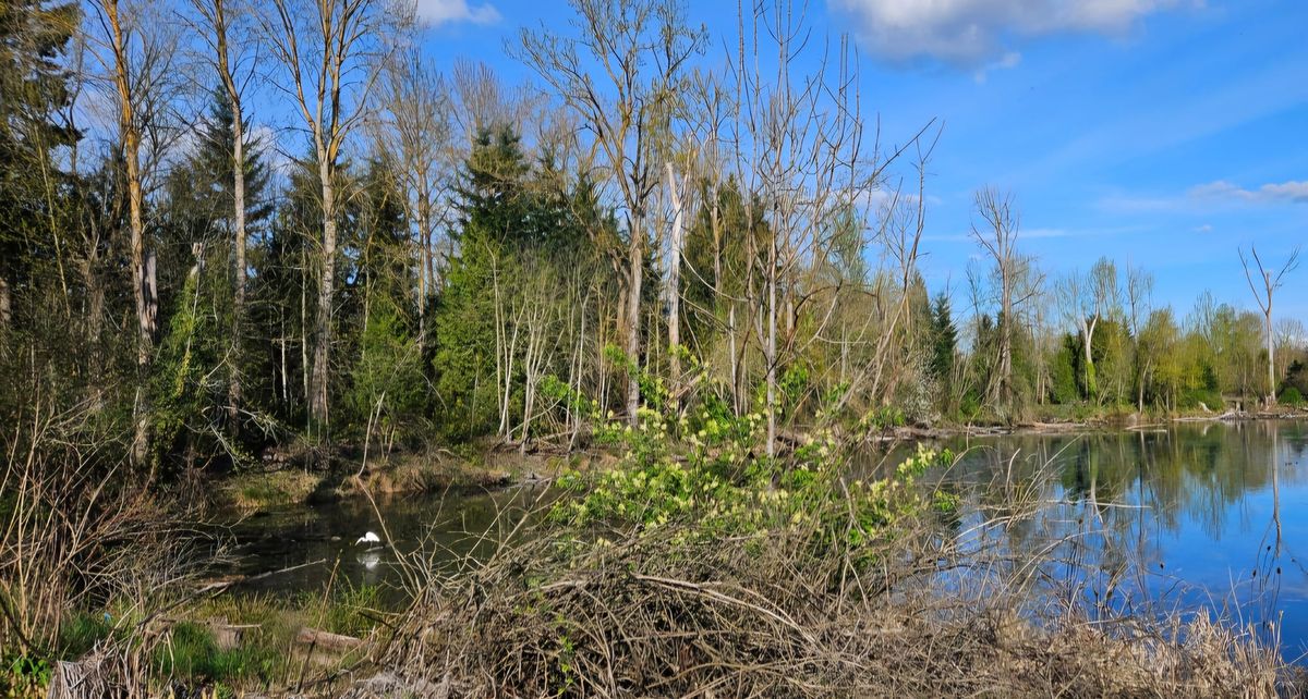 Whitaker Ponds Wildcrafting Walk