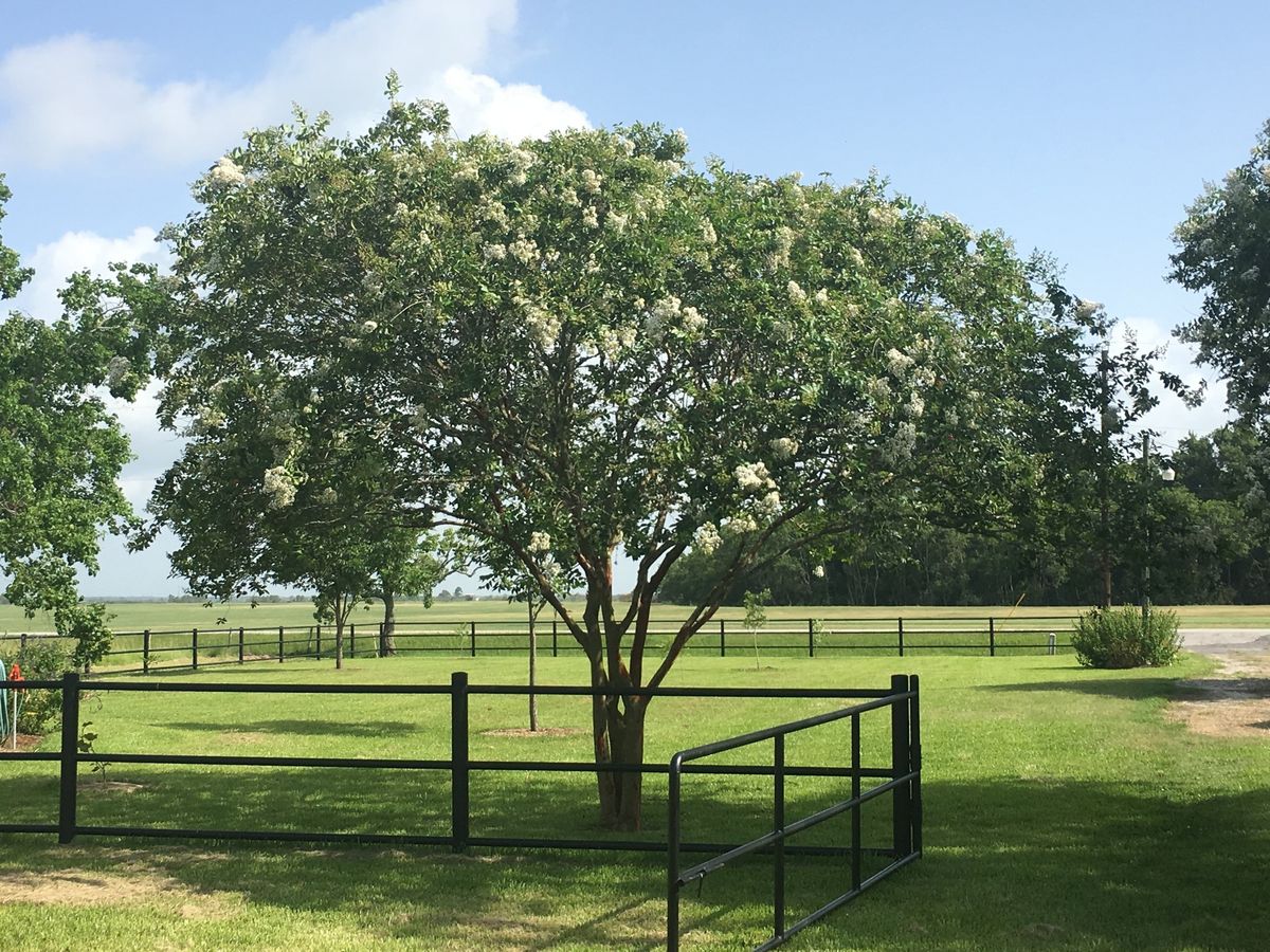 Tree Talk