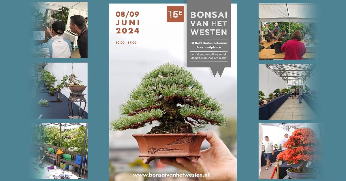 Bonsai van het Westen