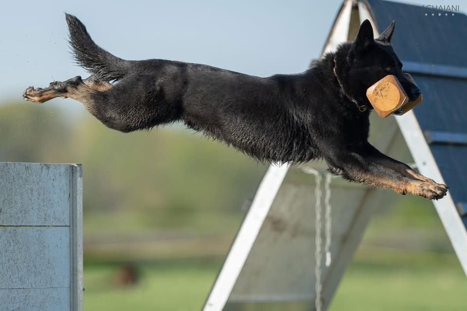 Virginia Beach Schutzhund Club Trial