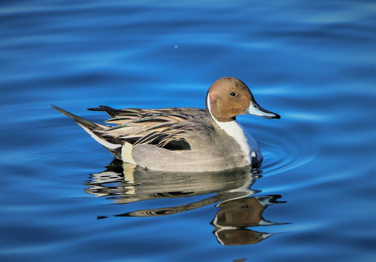 Winter Speaker Series: Northern Pintails