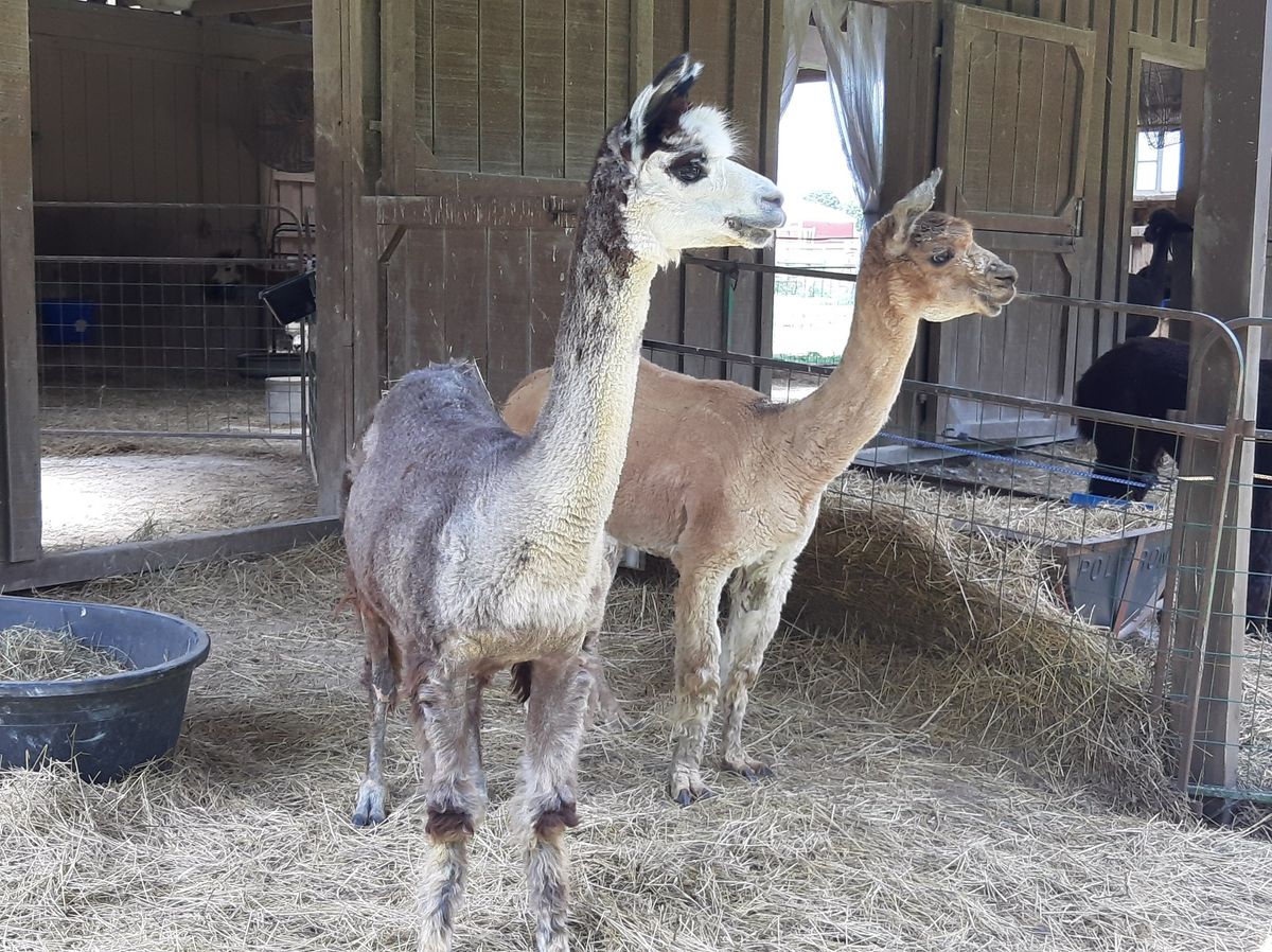 White Violet Center Alpacas and Friends Open Barn