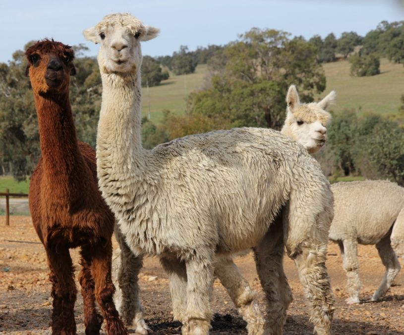 Toodyay Spinners Inc.