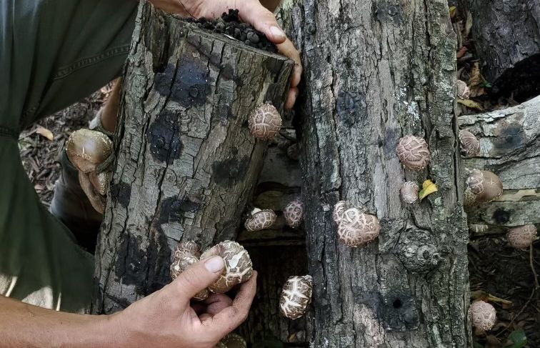 Shiitake Social: Session 1 at Finley Farms