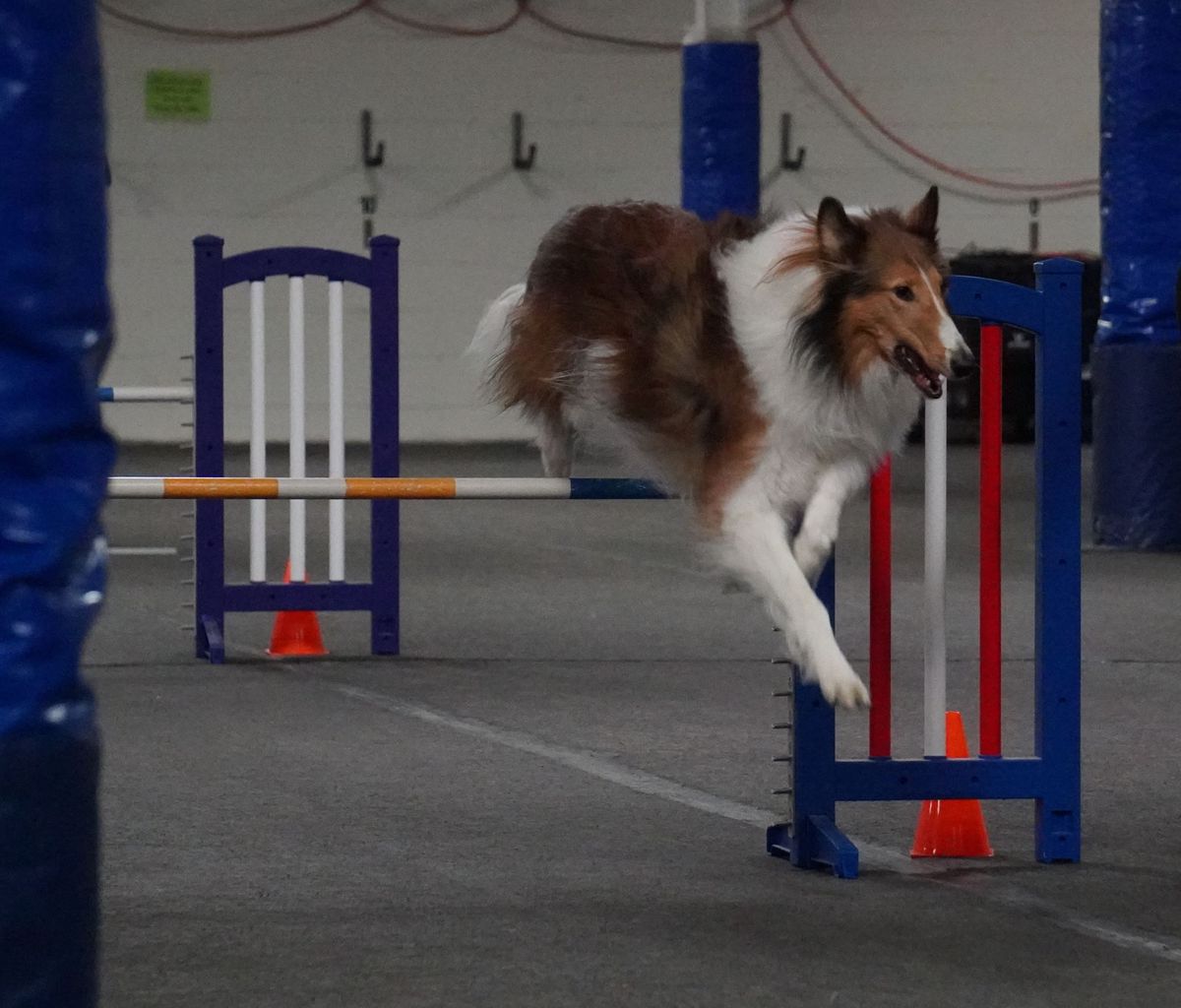 AKC Agility Trial