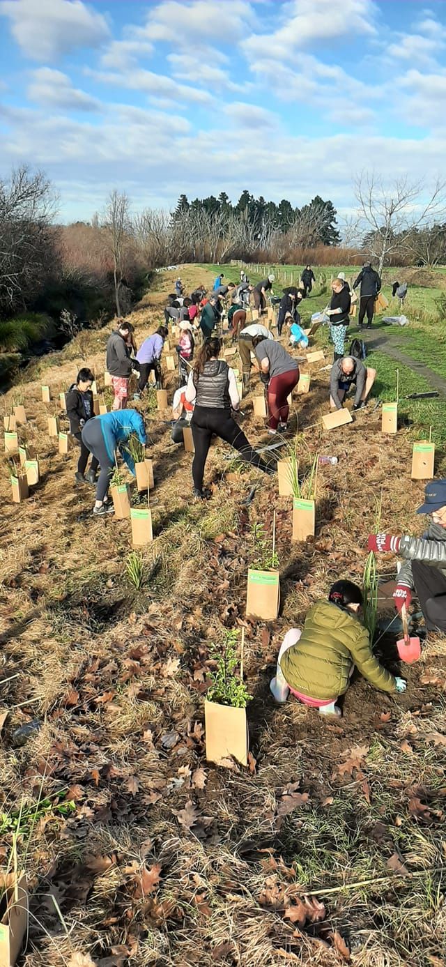 Waik\u0101k\u0101riki - Horseshoe Lake Reserve Community Planting Event