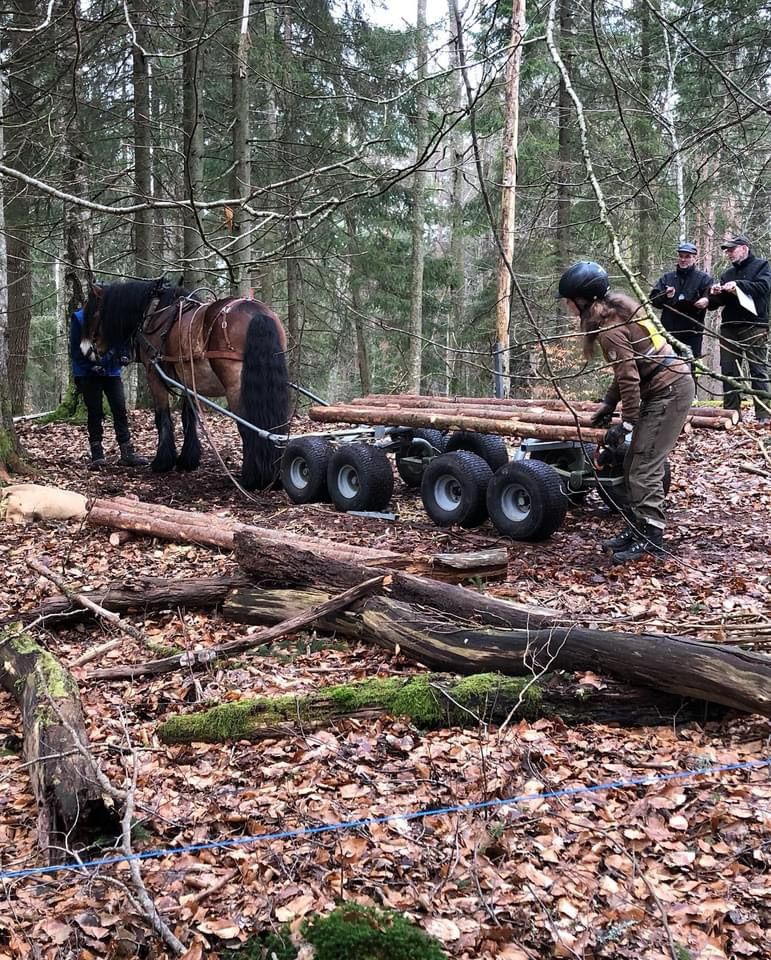 Snapphanekampen skogsk\u00f6rning med h\u00e4st