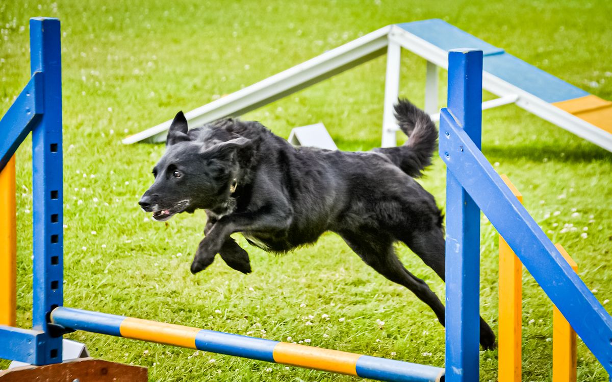 Elystari KC Agility Open Show