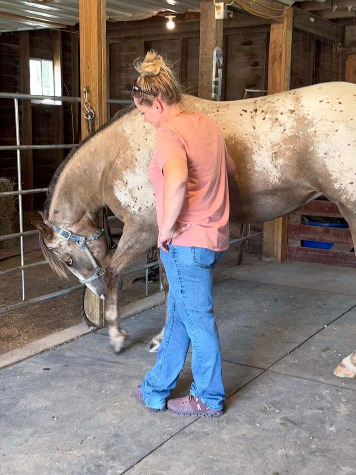 Fall equine bodywork sessions