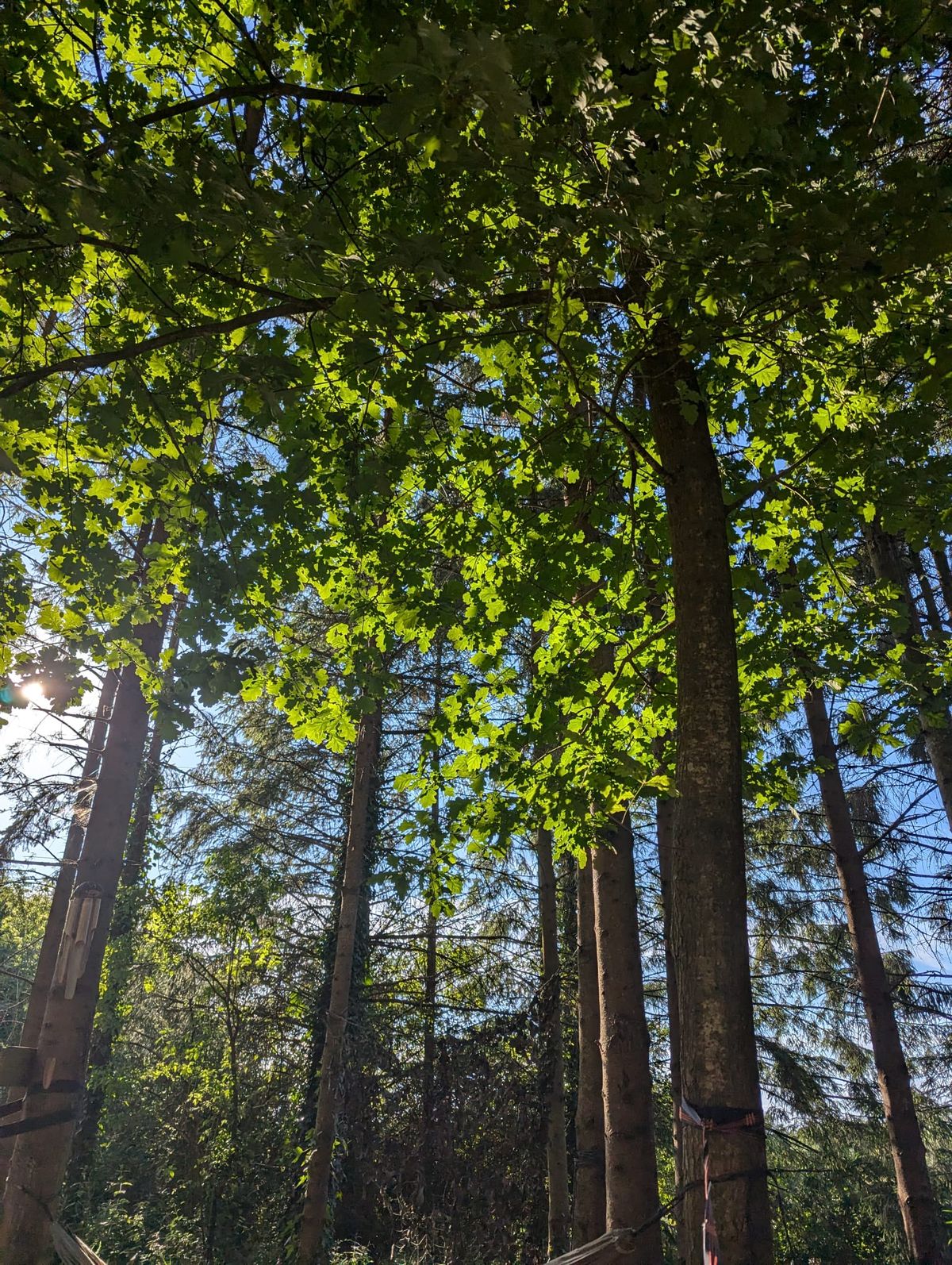 Winter Solstice Hammock Time \u2744\ufe0f\ud83c\udf32