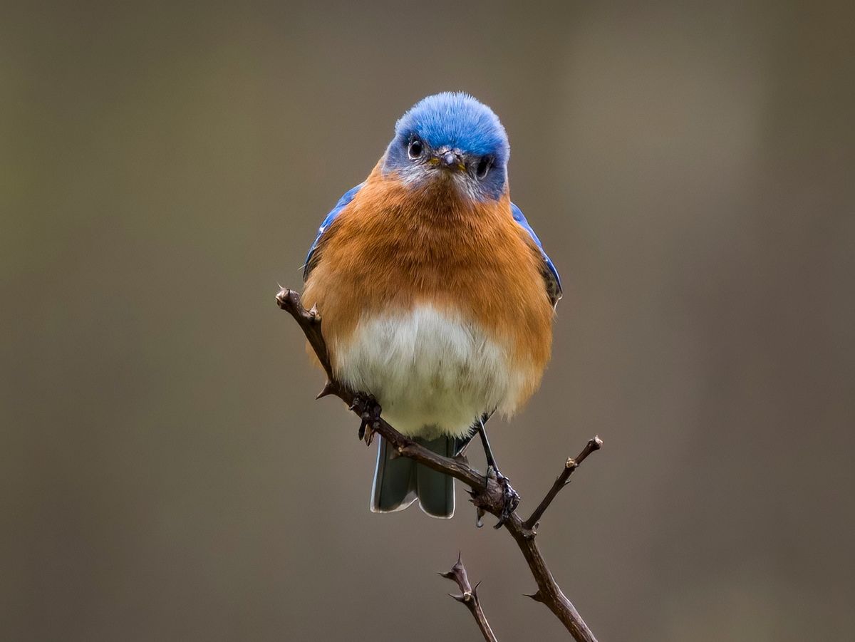 Second Saturday Bird Walk