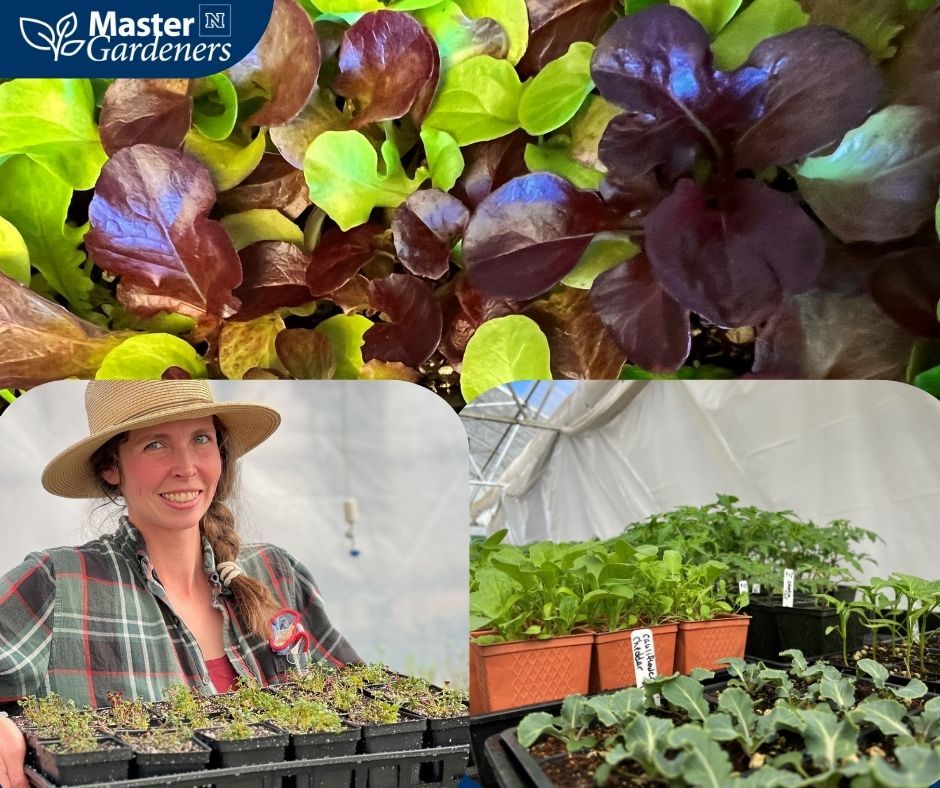 Extension Master Gardener Seedling Sale
