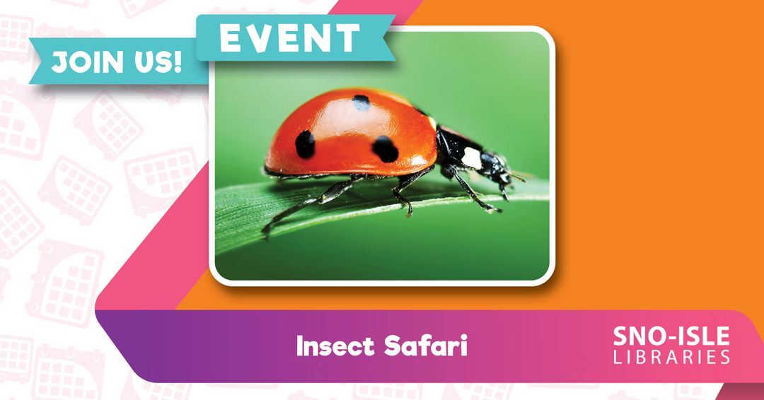 Insect Safari