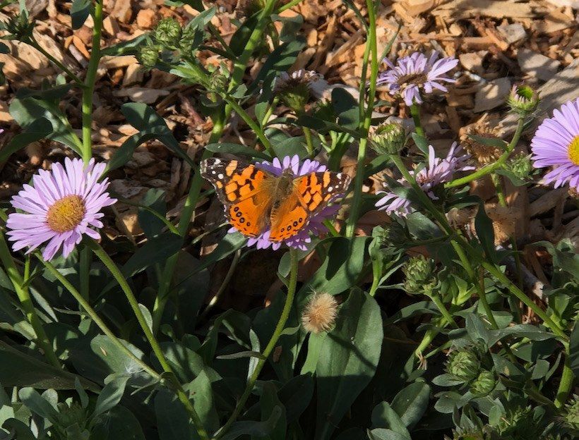 Bare Root Trees and Winter Pruning: a Library Talk with UC Master Gardeners in Hercules