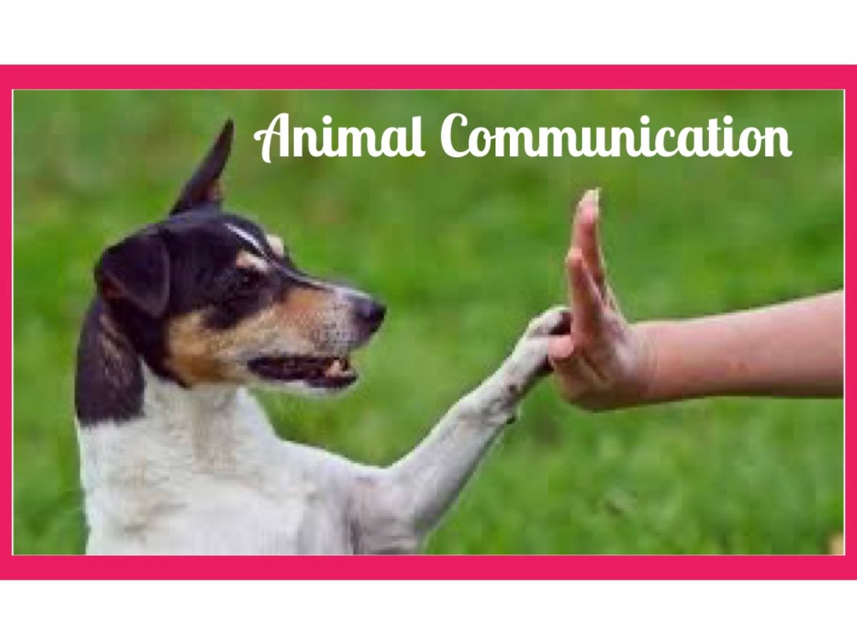 Animal Communication level 1