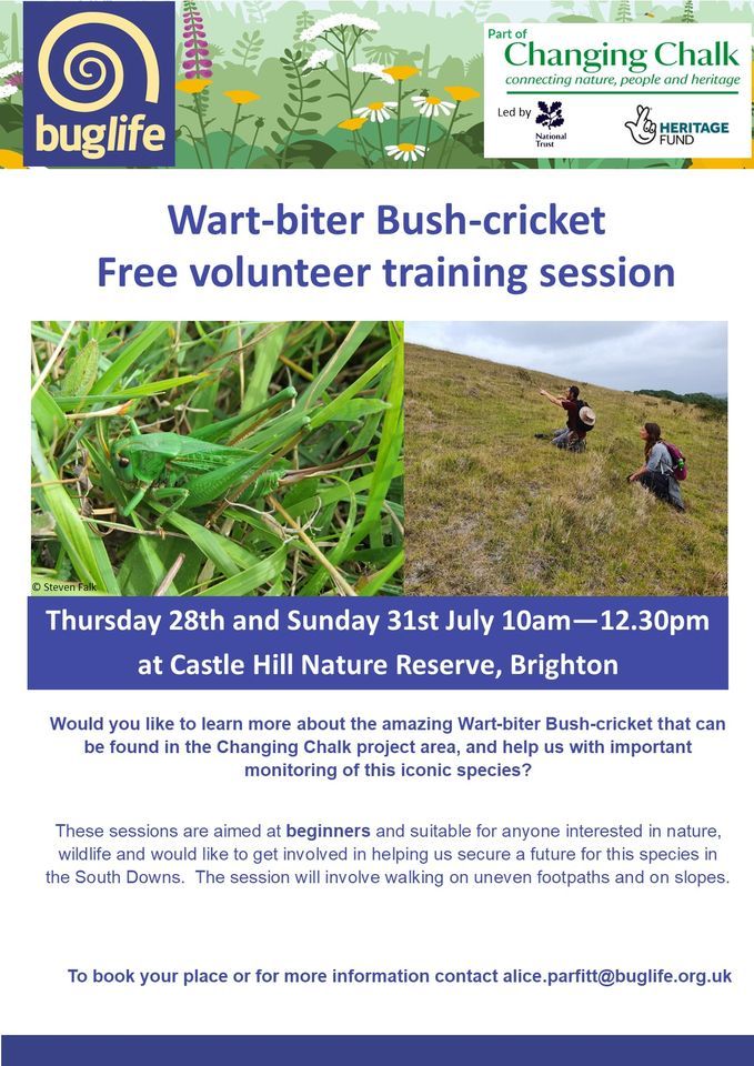 Wart-biter Bush-cricket volunteer training session