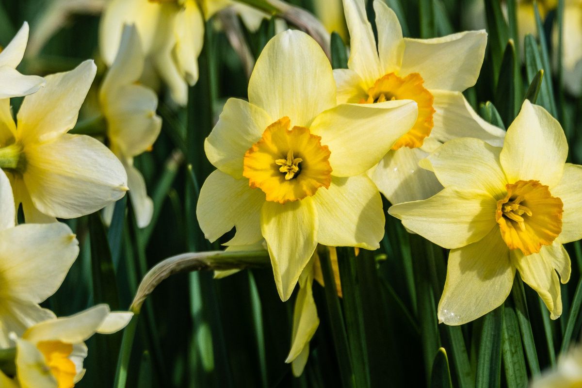 Garden & Estate Insider: Daffodils of Winterthur