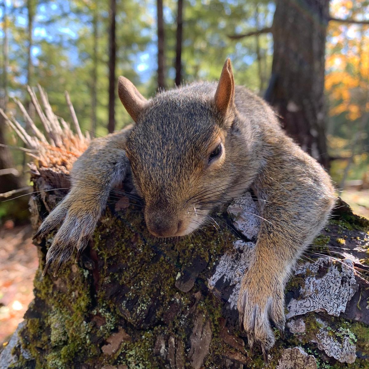 Squirrel Tournament