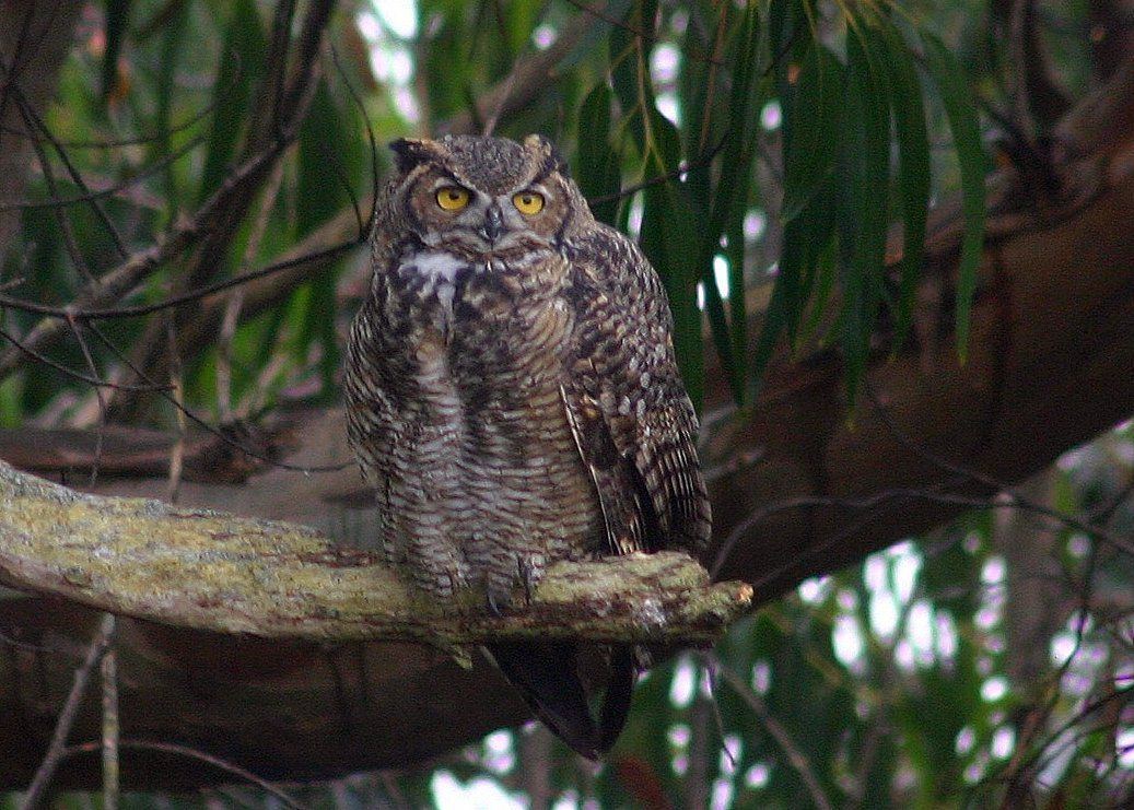 The Bethel Park Historical Society Series - Adults: Owls of PA