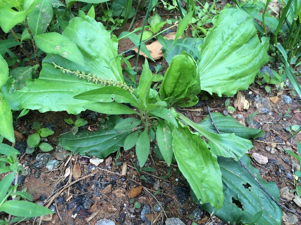 Free Herb Walk!