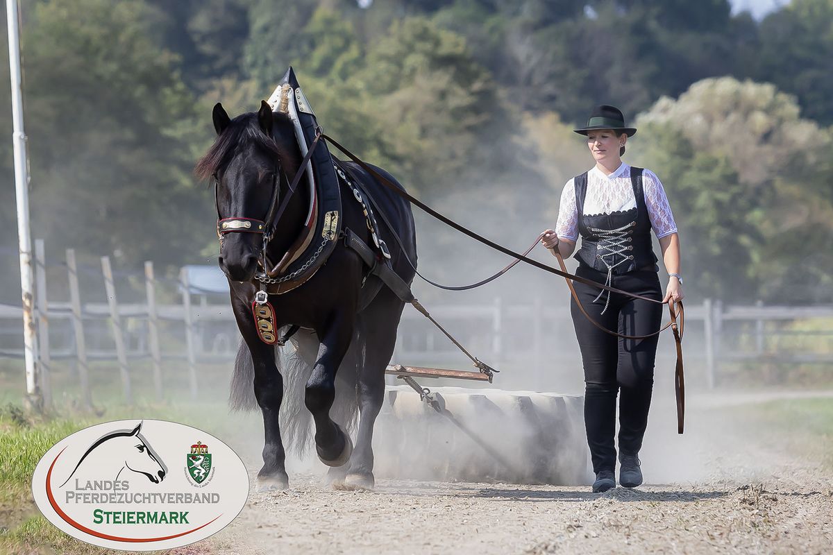 26. Feldleistungspr\u00fcfung f\u00fcr Haflinger & Noriker