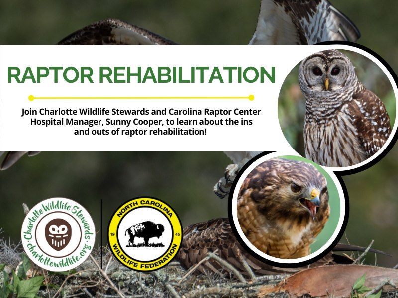 Raptor Rehabilitation