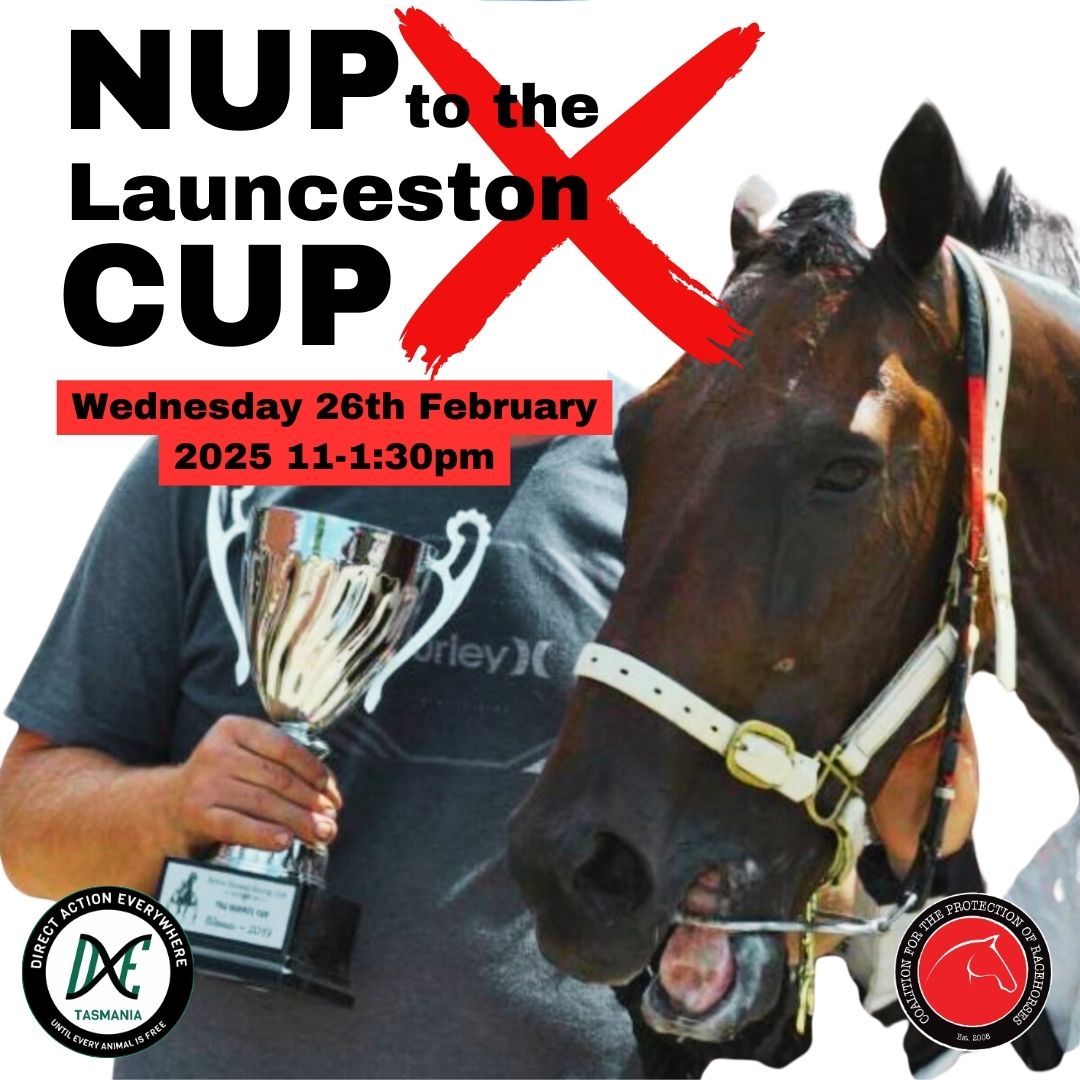 Nup to the Launceston Cup 2025