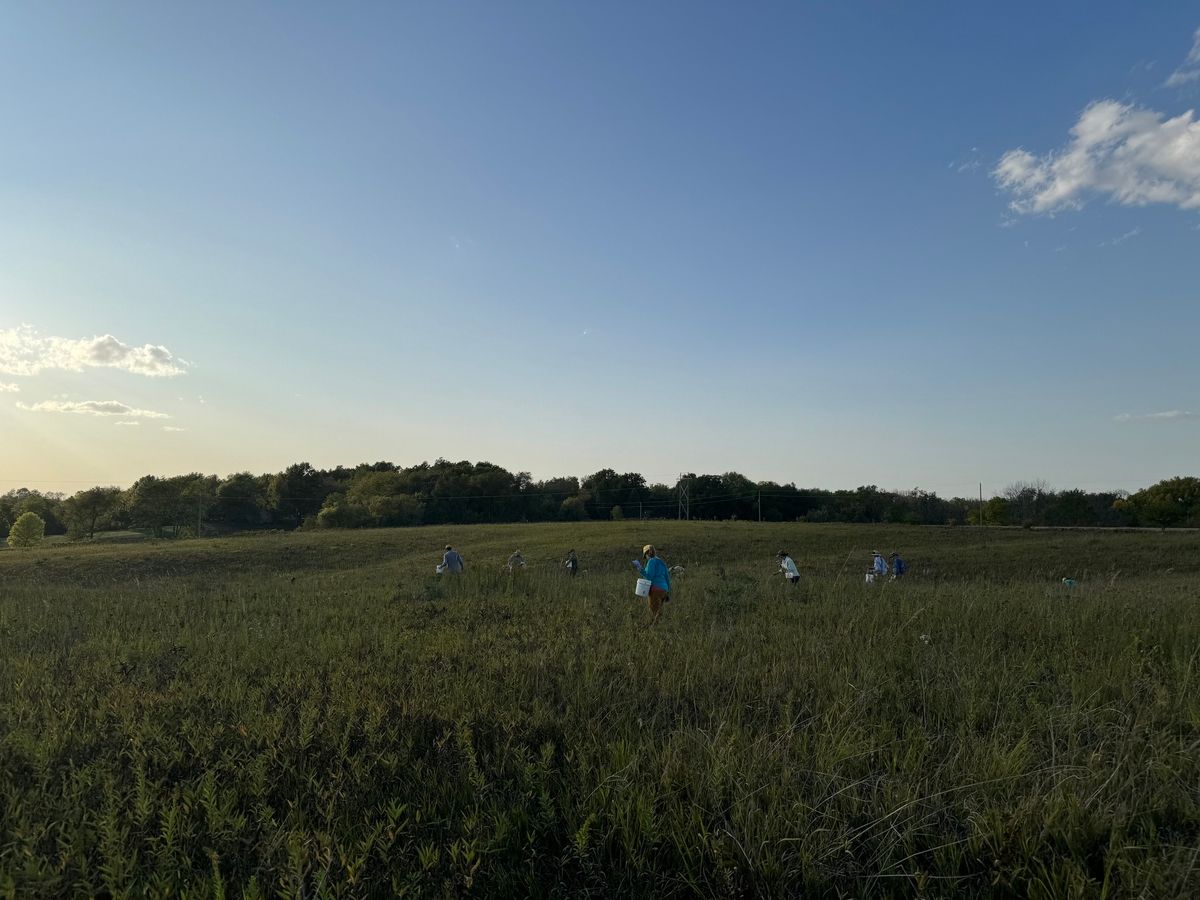 Kahler Prairie Seed Harvest (Iowa City)