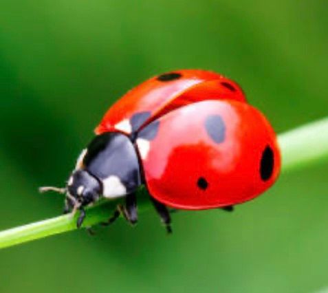 D#49\ud83d\udc1e\ud83d\udc1e\ud83d\udc1e LUCK BE A LADYBUG  2025\ud83d\udc1e \ud83d\udc1e\ud83d\udc1e