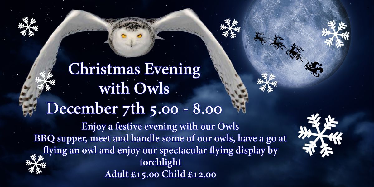 Christmas Evening with Owls