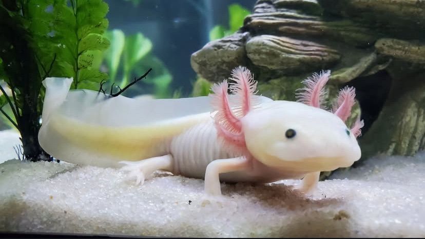 Axolotl Day