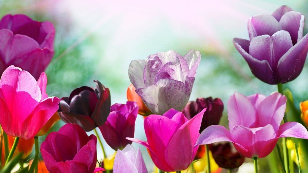 Tulip Time 2023 - Tulips After Dark