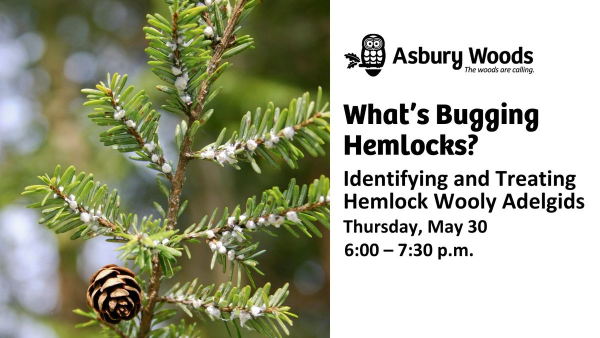 What\u2019s Bugging Hemlocks?  Identifying and Treating Hemlock Wooly Adelgids