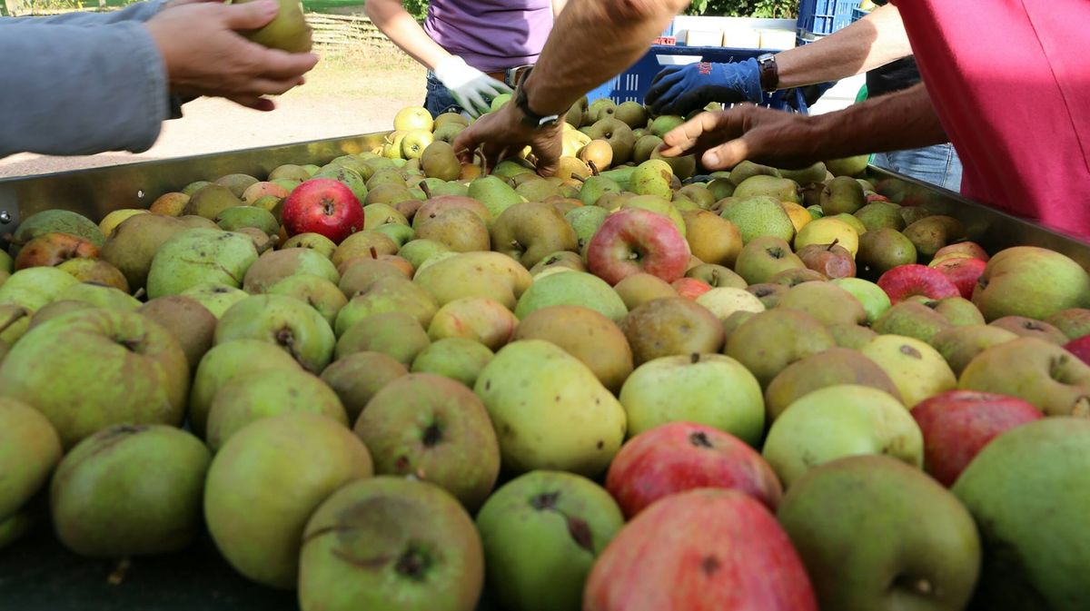 Appelfestijn: van eigen geteeld fruit naar sap