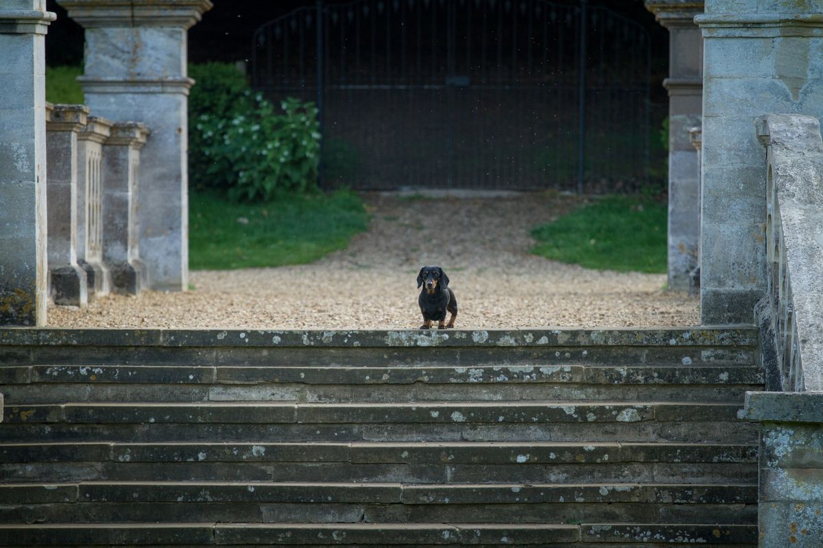 Dog Days at Easton Walled Gardens