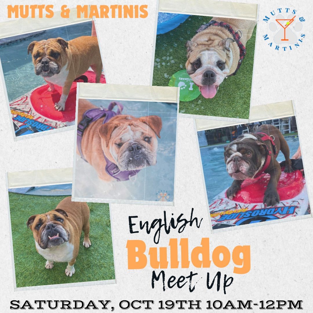 English Bulldog Meet Up at Mutts & Martinis