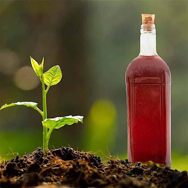 Identifying Medicine in Our Garden: Plant walk & Herbal-Infused Vinegars