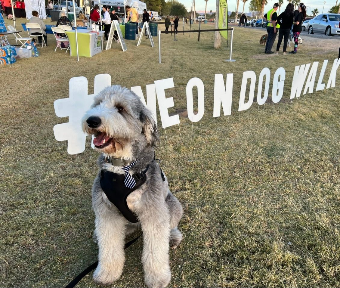 Nevada SPCA\u2019s 4th Annual Neon Dog Walk: Day Glo