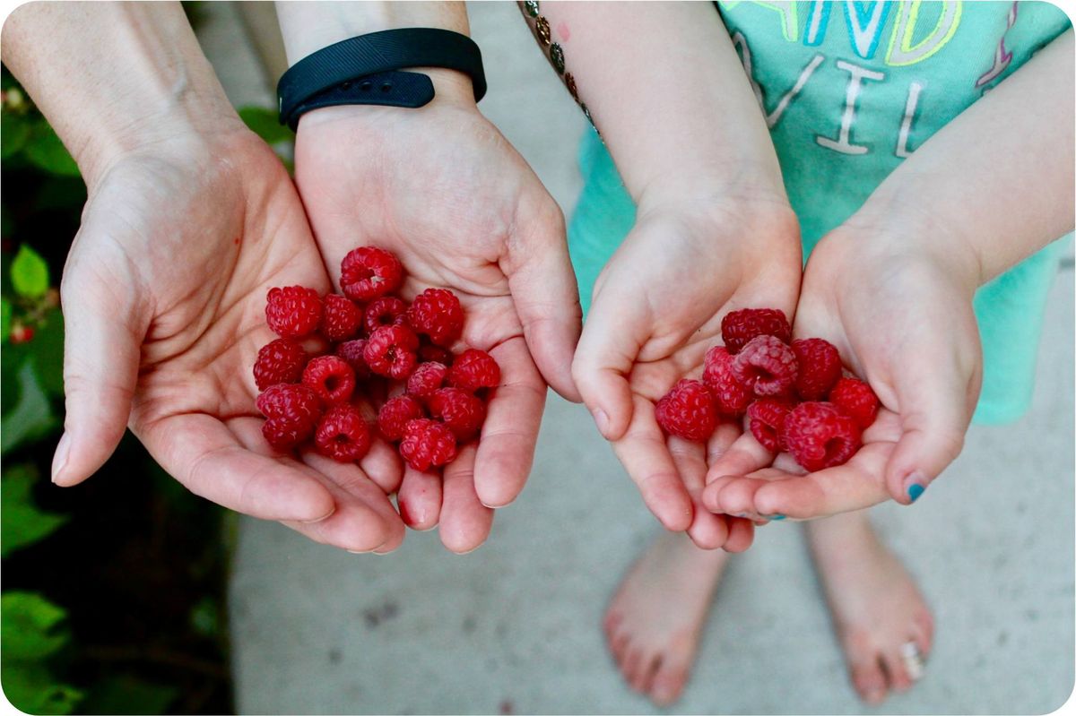 Volunteer + Learn: Let's Talk Harvest