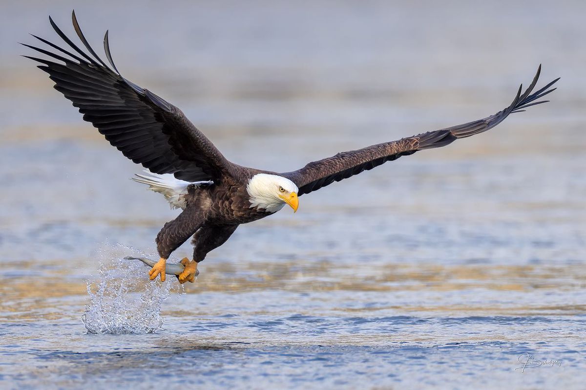 !Family Friendly! Birdwatching Trip at Swan Harbor