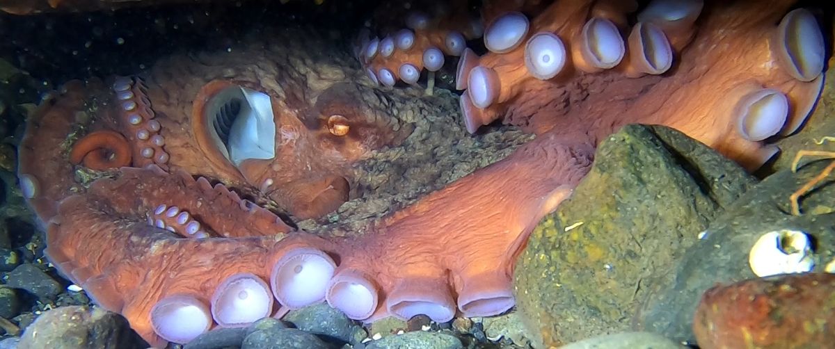 Porteau Cove fun dive 