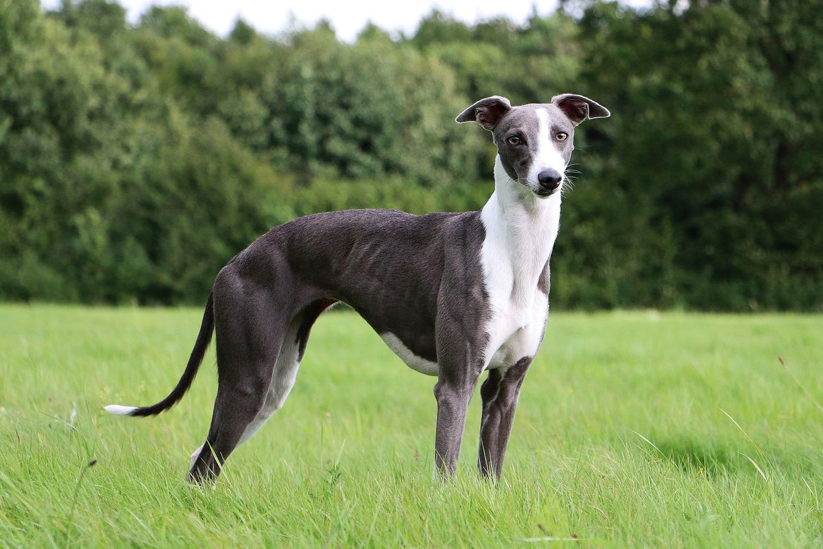 Greyhound & Whippet - Play Session - Llangefni